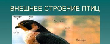 Птицы. Археоптерикс. Известно ли тебе, что